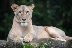 Singapore Zoological Gardens 